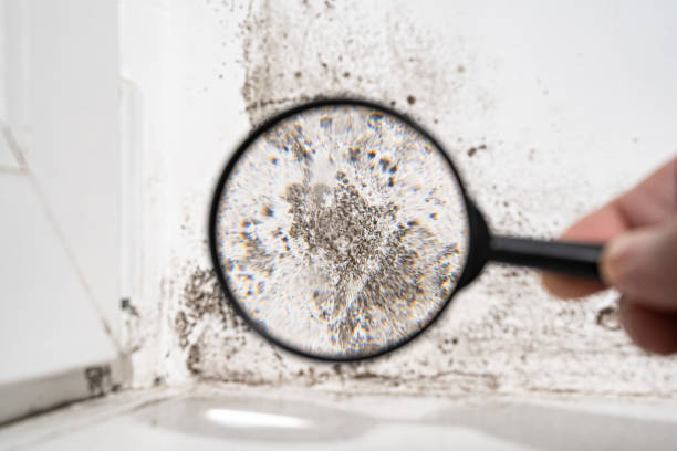 Best Commercial Mold Inspection  in Oasis, CA